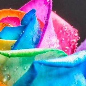 Meet your Posher, Joyce